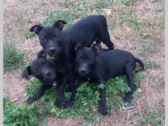 dostupni štenci pit bula stari 3 meseca besplatni mali oglasi