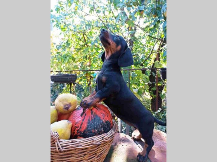 kratkodlaki jazavičar štenci besplatni mali oglasi