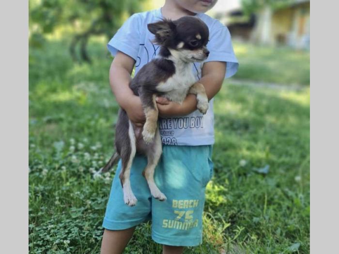 čivave aplehead micro do 1kg dugodlake besplatni mali oglasi