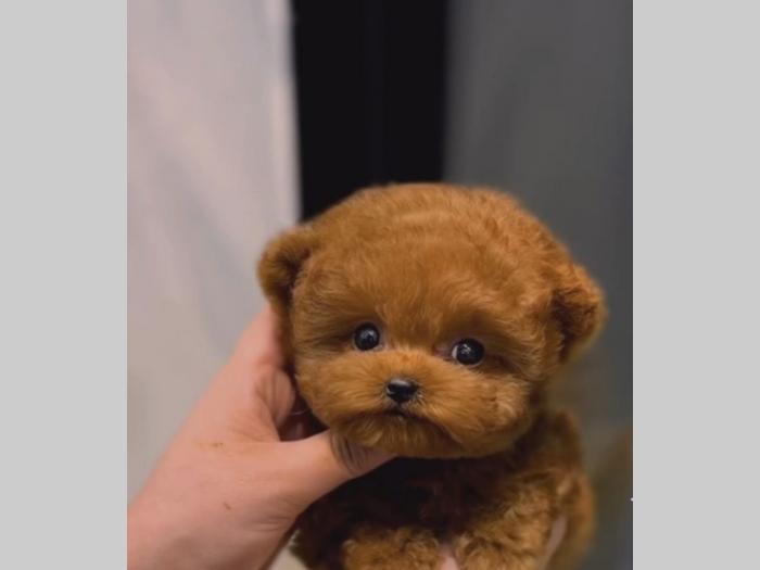 toy pudle crvene besplatni mali oglasi