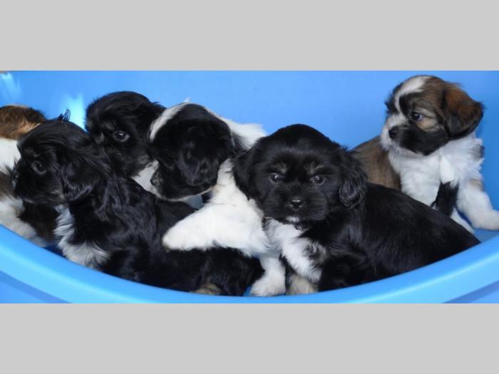 štenci ši cu stari 2 meseca besplatni mali oglasi