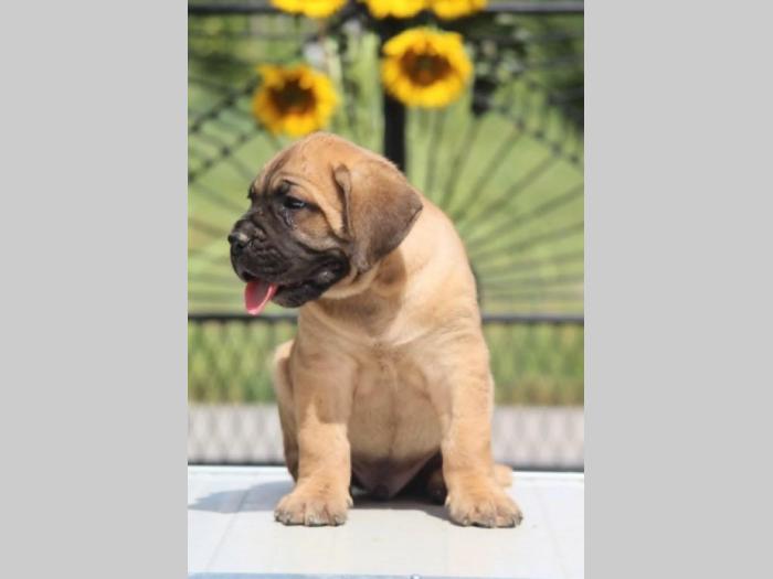cane corso štenci besplatni mali oglasi