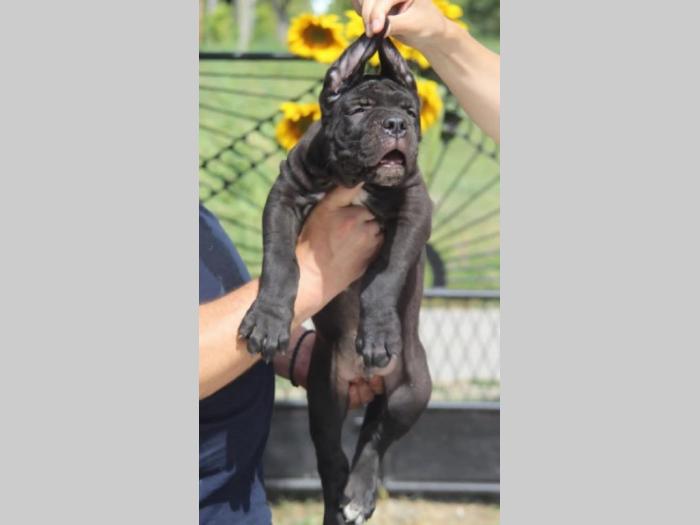cane corso štenci besplatni mali oglasi