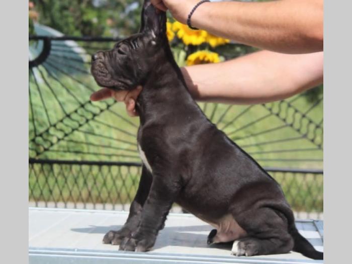 cane corso štenci besplatni mali oglasi