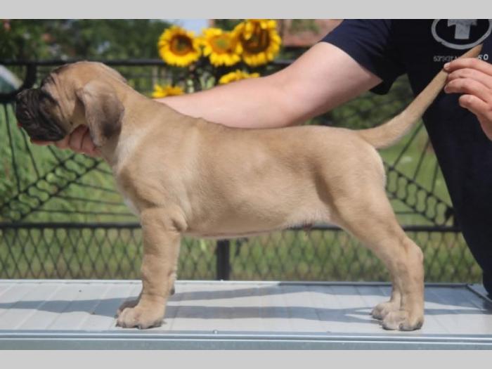 cane corso štenci besplatni mali oglasi