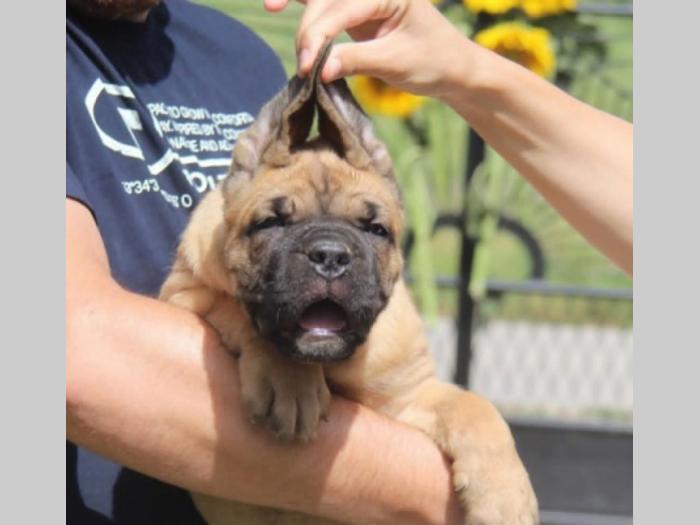 cane corso štenci besplatni mali oglasi