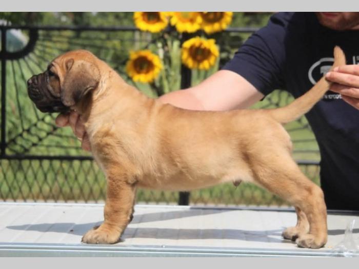 cane corso štenci besplatni mali oglasi