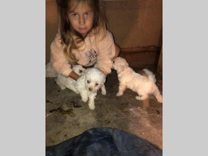 bišon štenci na prodaju besplatni mali oglasi