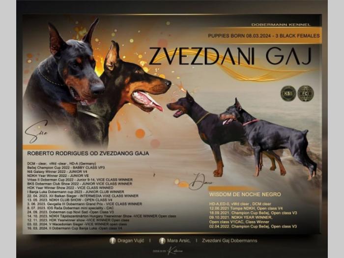 doberman štenci besplatni mali oglasi