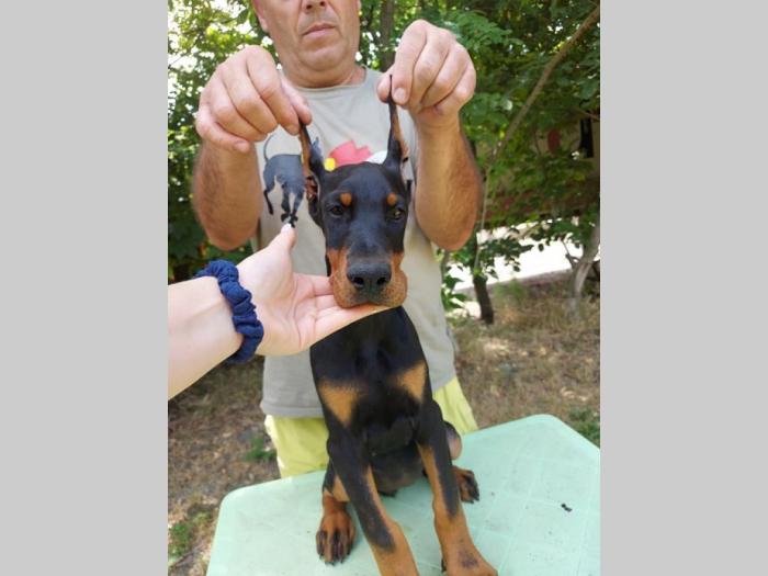 doberman štenci besplatni mali oglasi