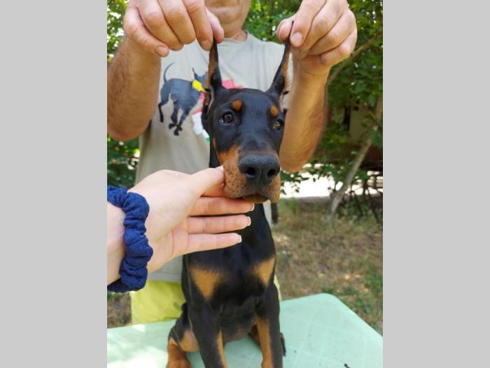 doberman štenci besplatni mali oglasi