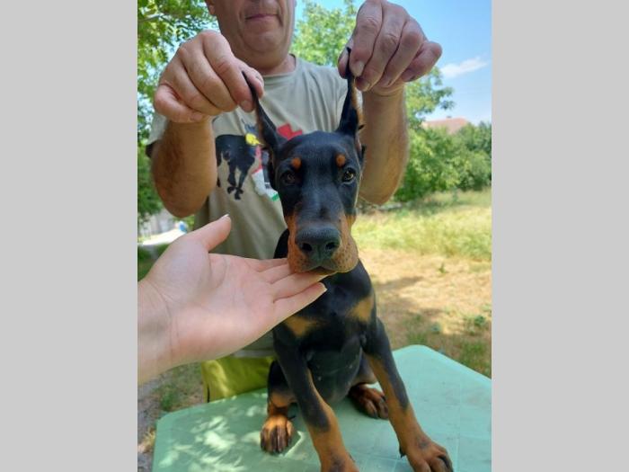doberman štenci besplatni mali oglasi