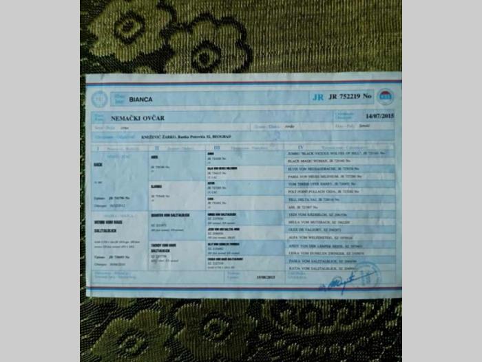 nemacki ovčar odlično štenci besplatni mali oglasi