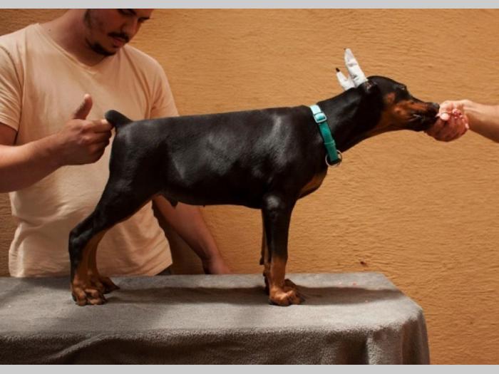 doberman štenci besplatni mali oglasi