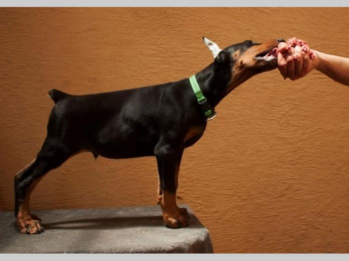 doberman štenci besplatni mali oglasi