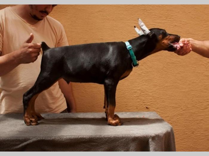 doberman štenci besplatni mali oglasi