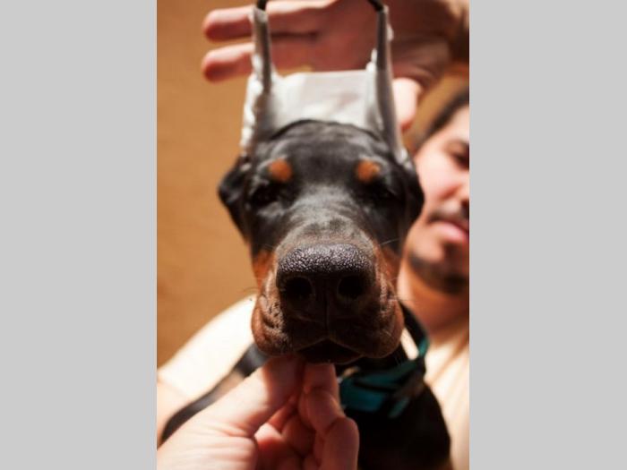 doberman štenci besplatni mali oglasi
