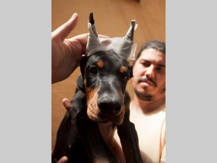 doberman štenci besplatni mali oglasi