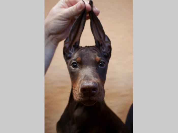 doberman štenci besplatni mali oglasi