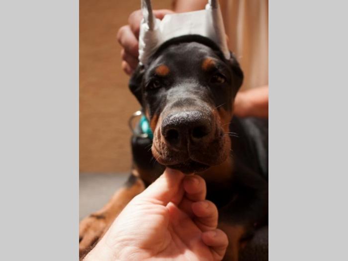 doberman štenci besplatni mali oglasi