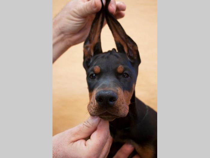 doberman štenci besplatni mali oglasi
