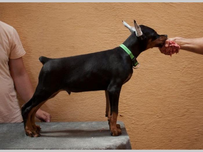 doberman štenci besplatni mali oglasi