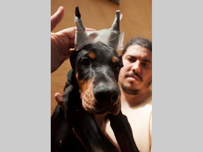 doberman štenci besplatni mali oglasi