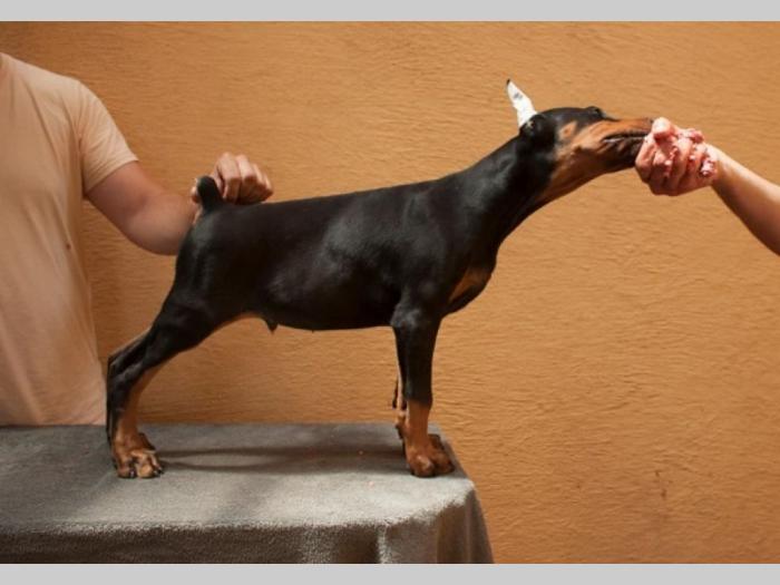 doberman štenci besplatni mali oglasi