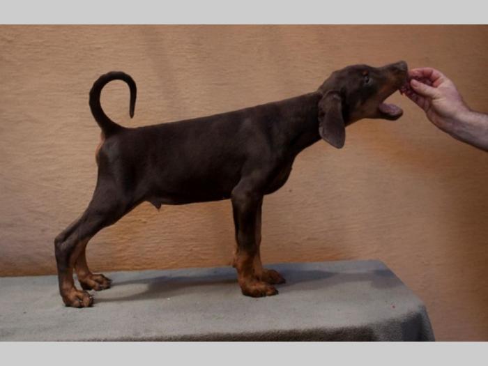 doberman štenci besplatni mali oglasi