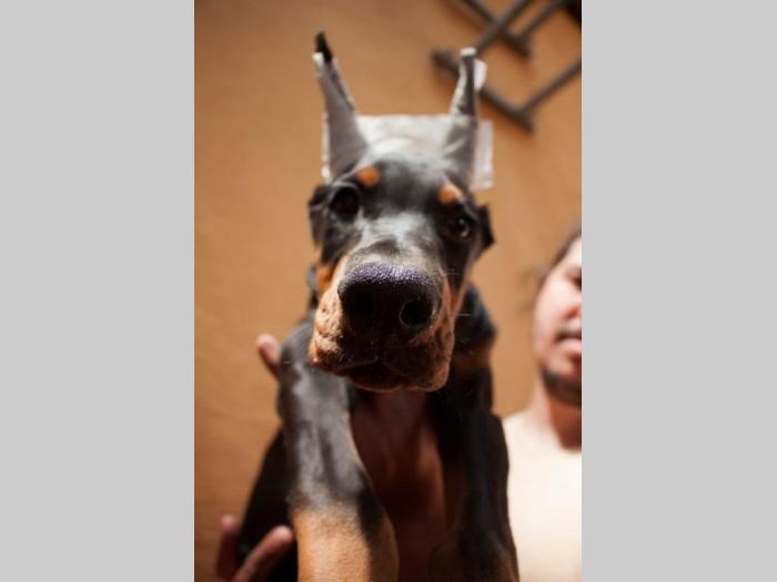 doberman štenci besplatni mali oglasi