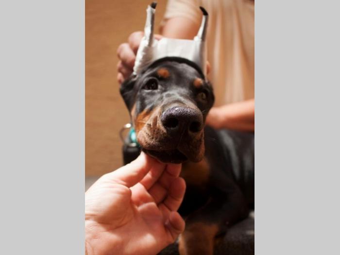 doberman štenci besplatni mali oglasi