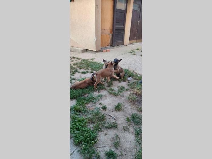 malinoa štenci besplatni mali oglasi