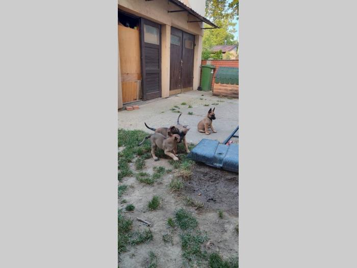 malinoa štenci besplatni mali oglasi