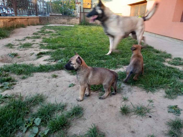 malinoa štenci besplatni mali oglasi