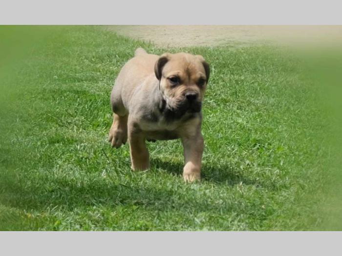 boerboel južnoafrički mastif štenci besplatni mali oglasi