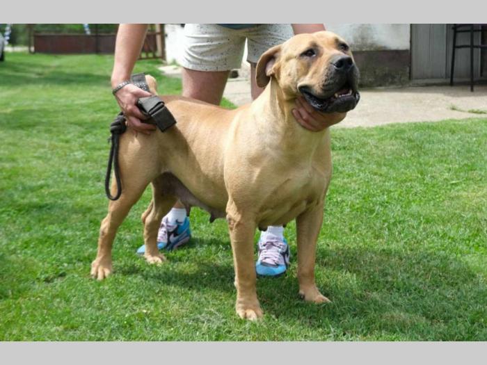 boerboel južnoafrički mastif štenci besplatni mali oglasi