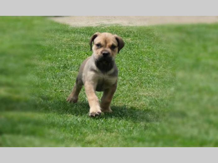 boerboel južnoafrički mastif štenci besplatni mali oglasi