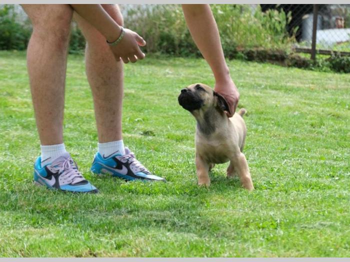 boerboel južnoafrički mastif štenci besplatni mali oglasi