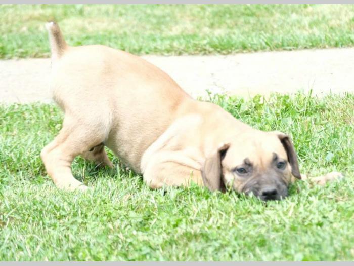 boerboel južnoafrički mastif štenci besplatni mali oglasi
