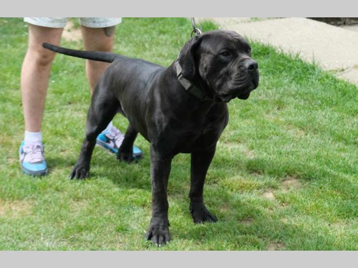 boerboel južnoafrički mastif štenci besplatni mali oglasi