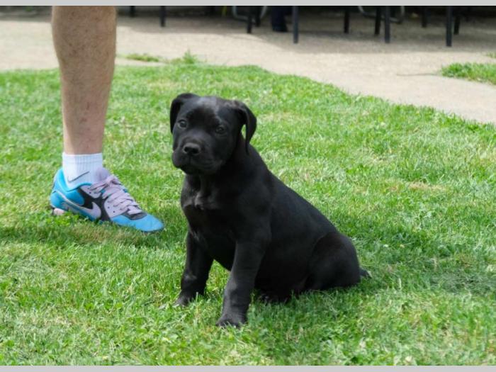 boerboel južnoafrički mastif štenci besplatni mali oglasi