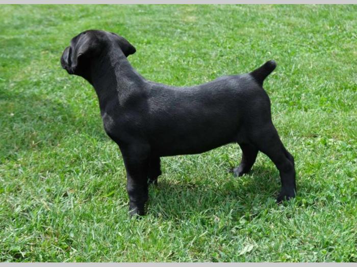 boerboel južnoafrički mastif štenci besplatni mali oglasi