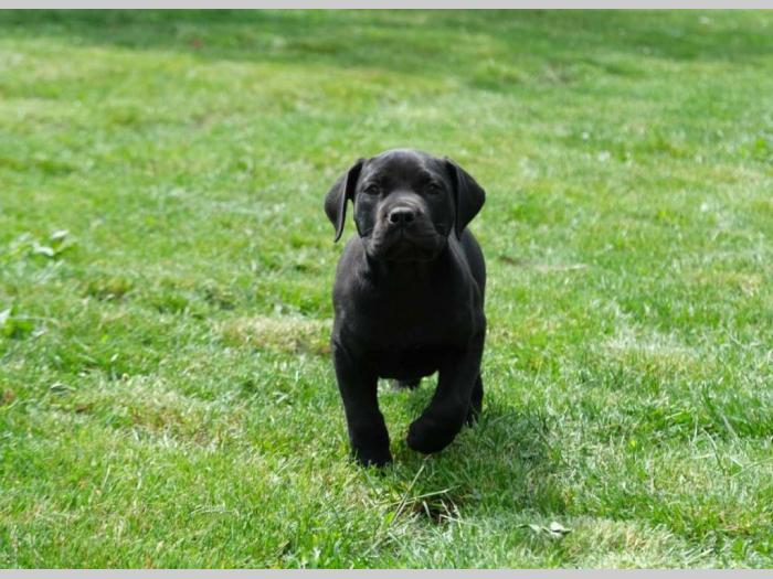 boerboel južnoafrički mastif štenci besplatni mali oglasi