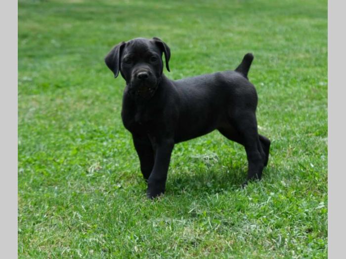 boerboel južnoafrički mastif štenci besplatni mali oglasi