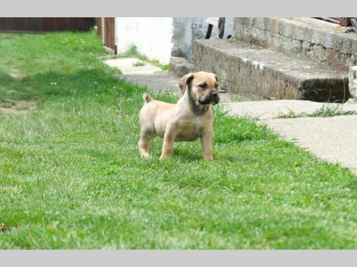 boerboel južnoafrički mastif štenci besplatni mali oglasi