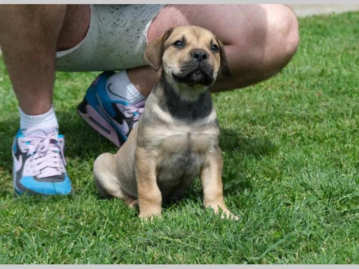 boerboel južnoafrički mastif štenci besplatni mali oglasi