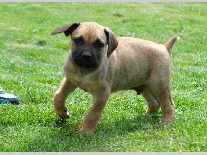 boerboel južnoafrički mastif štenci besplatni mali oglasi