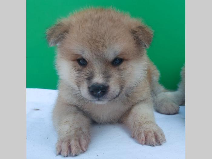 japanska akita štenci besplatni mali oglasi