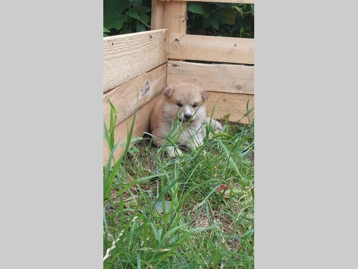 japanska akita štenci besplatni mali oglasi