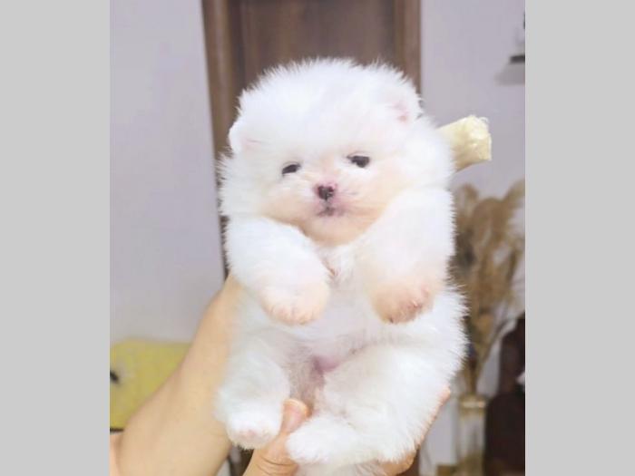 pomeranac boo beli besplatni mali oglasi